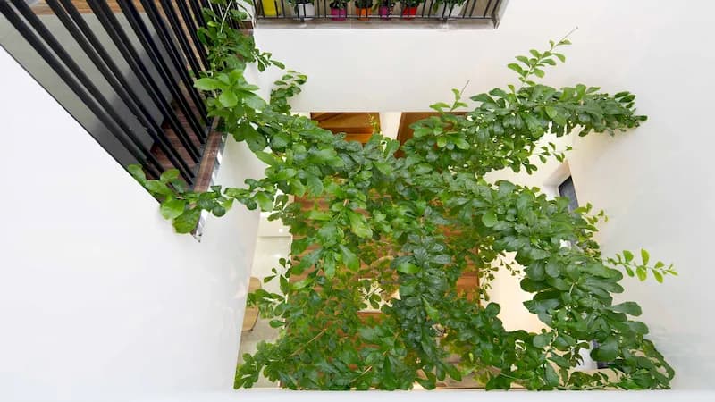 Bán Nhà Mới Phố Nhật Chiêu Tây Hồ có giéng trời